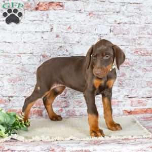 Madison, Doberman Pinscher Puppy
